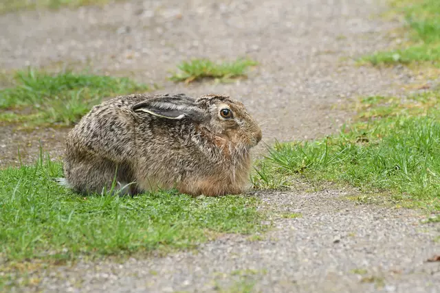 Feldhase | Foto: Copyright Andreas Schäfer