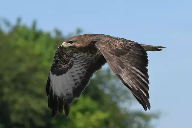 Foto: Copyright Andreas Schäfer