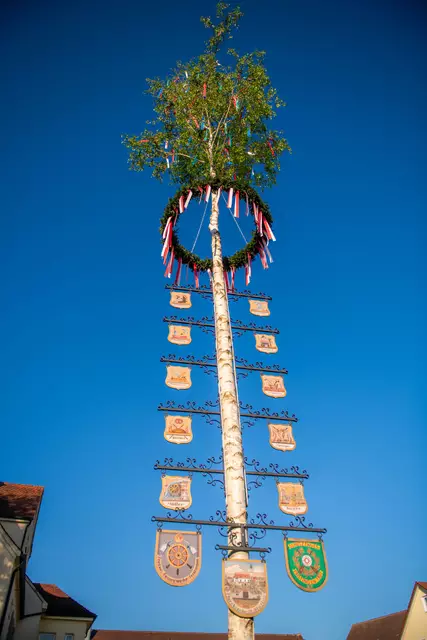 Maibaum in Fristingen | Foto: Jan Koenen - Stadt Dillingen