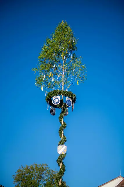 Maibaum in Dillingen | Foto: Jan Koenen - Stadt Dillingen
