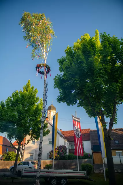 Maibaum in Steinheim | Foto: Jan Koenen - Stadt Dillingen