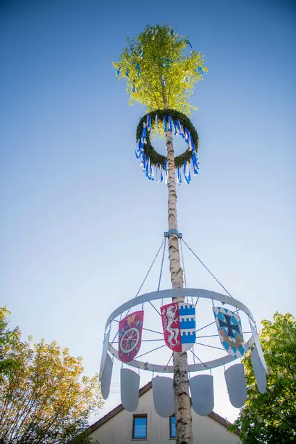 Maibaum in Kicklingen | Foto: Jan Koenen - Stadt Dillingen