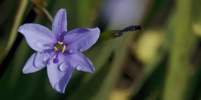 Die 'Blaue Kornlilie' (Aristea ecklonii) - ideal für Brautsträuße und zur Dekoration, um Romantik und Schönheit zu verbreiten.