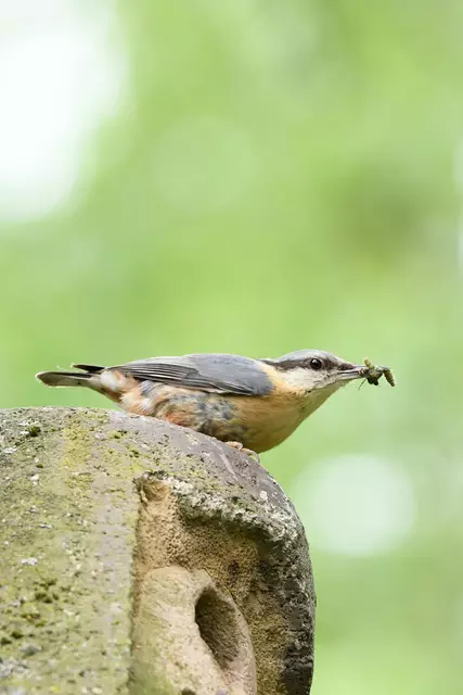 Foto: Copyright Andreas Schäfer