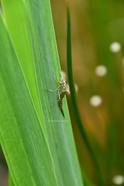 Libellen in Deutschland (Foto: Katja Woidtke)

Aliens am Gartenteich - Schlupf der Frühen Adonislibelle | Foto: Katja Woidtke