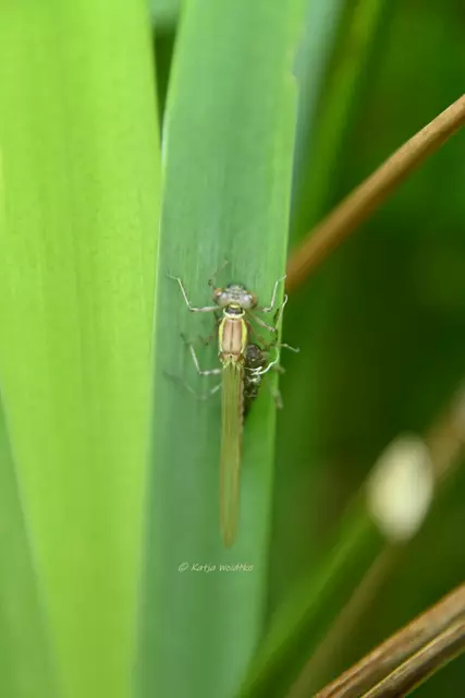 Libellen in Deutschland (Foto: Katja Woidtke)

Aliens am Gartenteich - Schlupf der Frühen Adonislibelle | Foto: Katja Woidtke