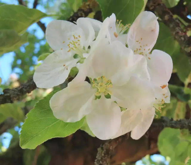 Ausschnitt aus dem Original-Foto. | Foto: M. A.