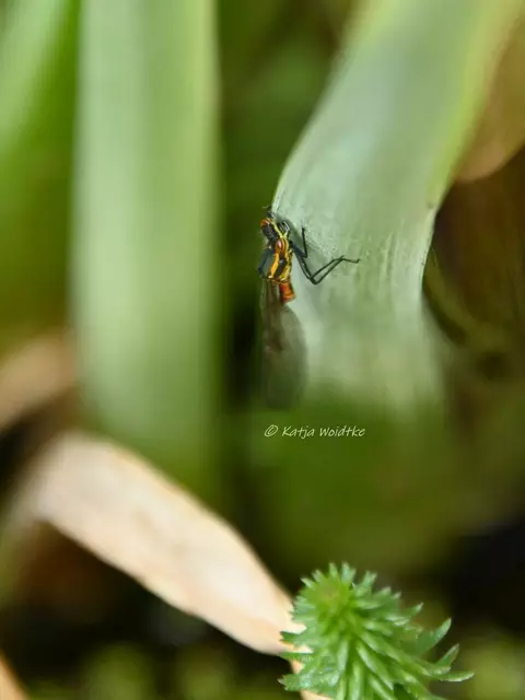 Libellen in Deutschland (Foto: Katja Woidtke)

Aliens am Gartenteich - Schlupf der Frühen Adonislibelle | Foto: Katja Woidtke