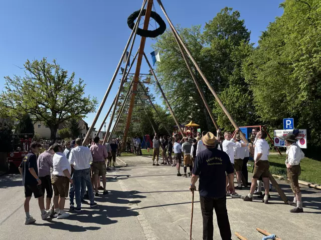 Traditionelles Aufstellen vom 30 Meter langen Maibaum per Hand