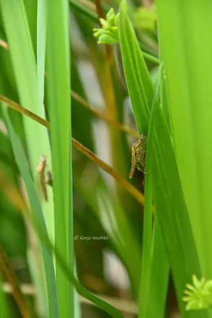 Libellen in Deutschland (Foto: Katja Woidtke)

Aliens am Gartenteich - Schlupf der Frühen Adonislibelle | Foto: Katja Woidtke