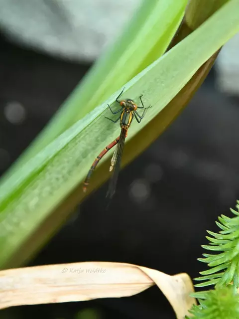 Libellen in Deutschland (Foto: Katja Woidtke)

Aliens am Gartenteich - Schlupf der Frühen Adonislibelle | Foto: Katja Woidtke