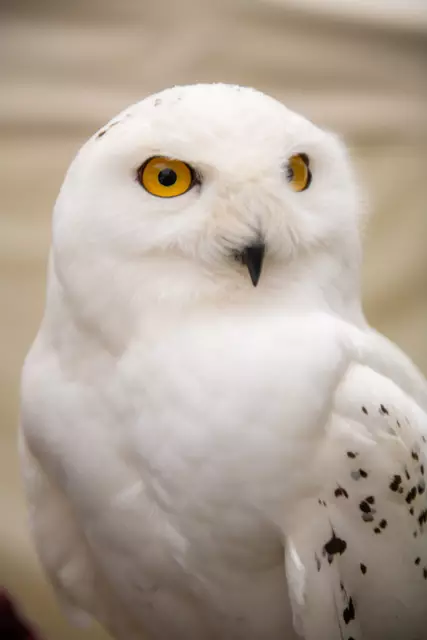 Foto: Stadt Dillingen - Jan Koenen