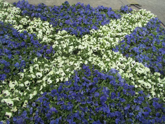 Die Nationalflagge Schottlands als Blumenbeet