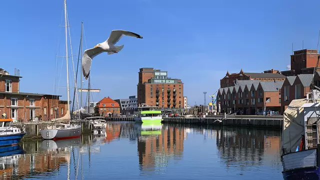 Das Gefieder der Silbermöwen schimmert im Morgenlicht, während sie elegant über das Wasser fliegen. Foto: Helmut Kuzina