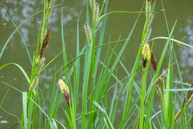blühende Bumskeulen am Schwefelteich