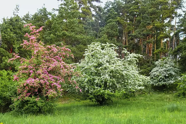 Rotdorn- Weißdornsträucher am Seeberg