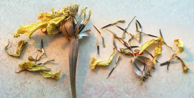 Samenstand der großblumigen 'Tagetes erecta' ...