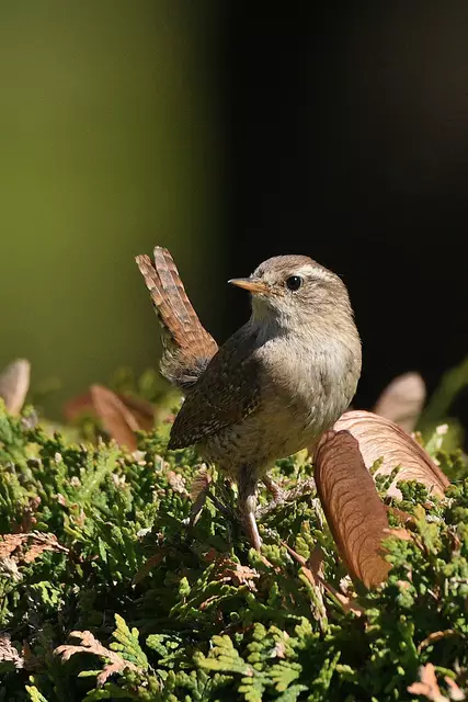 Foto: Copyright Andreas Schäfer
