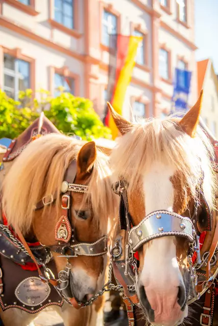 Foto: Jan Koenen - Stadt Dillingen