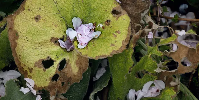 Nelken-Kirschblütenblätter (Prunus serrulata 'Kanzan') auf Schildblatt (Darmera peltata) 
