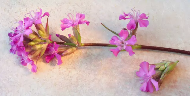 Übrigens: auch als Pflanzpartner hat die Pechnelke einen positiven Einfluss auf die Gesundheit der Nachbarpflanzen. Im Gemüsebeet verhindert sie z. B. die Entstehung von Mehltau an Gurken und Grauschimmel an Tomaten. Sie zählt somit zu den sogenannten "Samariterpflanzen".