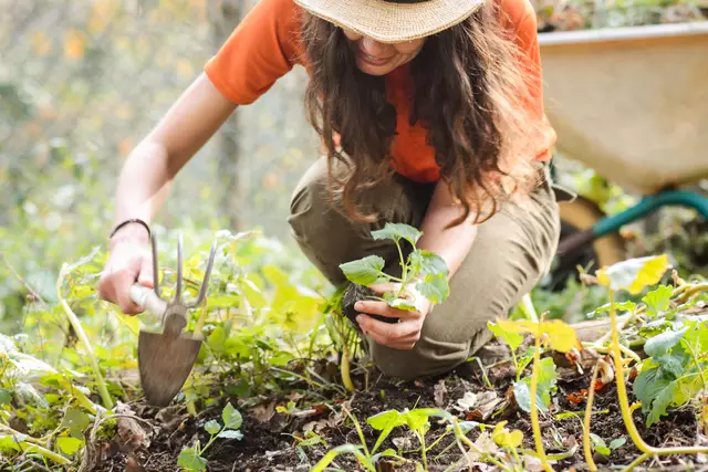 Damit die neuen Pflänzchen optimal gedeihen, brauchen sie die passenden Nährstoffe aus dem Boden.
 | Foto: DJD/VKS/Getty Images/Crispin la valiente
