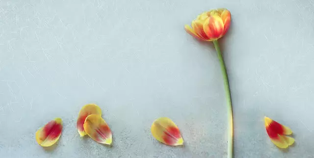 Übrigens: 
dass Tulpen in der Vase immer länger werden, ist eigentlich kein Wachstum durch Zellteilung, sondern ein Aufpumpen ihrer bereits vorhandenen weichen und dehnbaren Zellen mit Wasser.