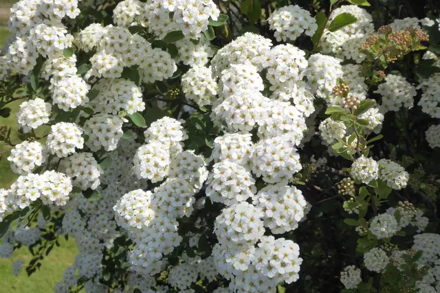 Die Brautspiere (Spiraea x arguta) zählt botanisch zur Familie der Rosengewächse (Rosaceae). Sie wird auch Schneespiere genannt. 
