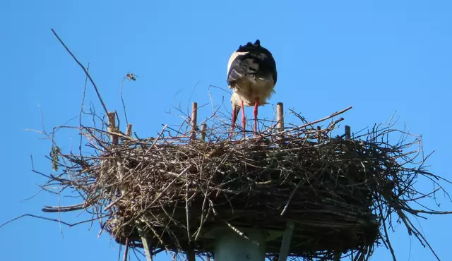 Ausschnitt aus dem Original-Foto. | Foto: M. A.