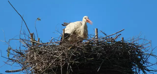 Ausschnitt aus dem Original-Foto. | Foto: M. A.