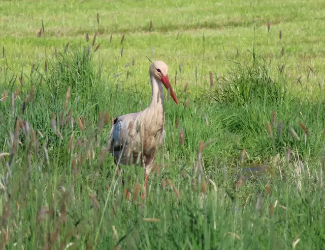 Ausschnitt aus dem Original-Foto. | Foto: M. A.