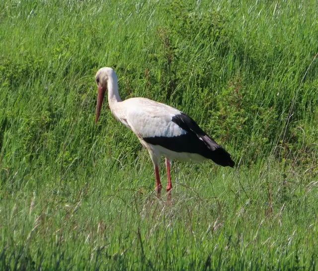 Ausschnitt aus dem Original-Foto. | Foto: M. A.