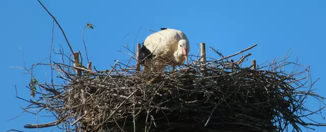 Ausschnitt aus dem Original-Foto. | Foto: M. A.