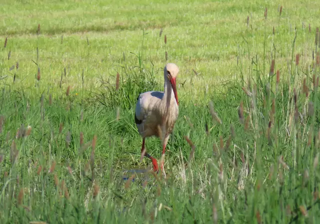 Ausschnitt aus dem Original-Foto. | Foto: M. A.