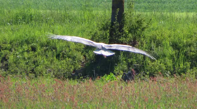 Ausschnitt aus dem Original-Foto. | Foto: M. A.