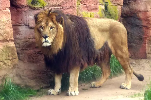 In freier Wildbahn in Nordafrika ist er seit etwa einem Jahrhundert ausgestorben. Man könnte es auch anders formulieren: Vom Menschen ausgerottet worden. 
Diese Unterart des Löwen unterscheidet sich von den Löwen Mittel- und Südafrikas durch seine prächtige Mähne, die über den Bauch bis zu den Hinterbeinen reicht.
 | Foto: Christel Wolter