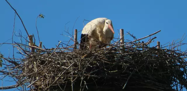 Ausschnitt aus dem Original-Foto. | Foto: M. A.