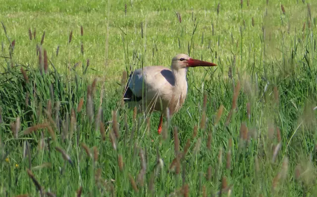 Ausschnitt aus dem Original-Foto. | Foto: M. A.