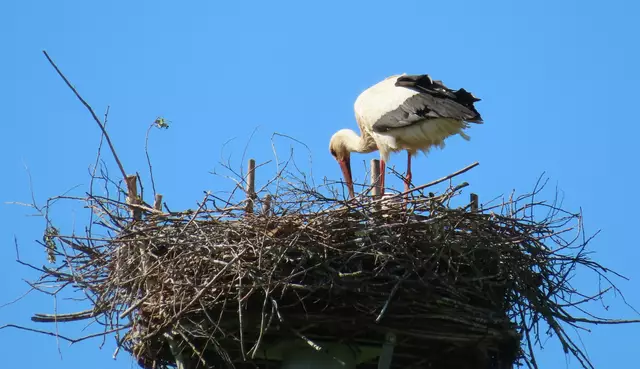 Ausschnitt aus dem Original-Foto. | Foto: M. A.