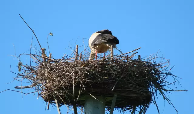 Ausschnitt aus dem Original-Foto. | Foto: M. A.