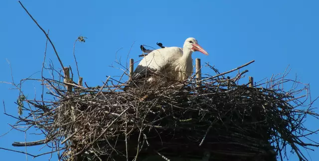 Ausschnitt aus dem Original-Foto. | Foto: M. A.