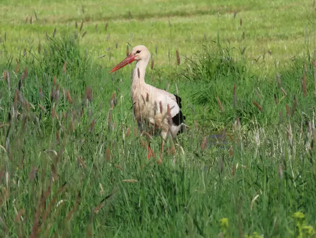 Ausschnitt aus dem Original-Foto. | Foto: M. A.