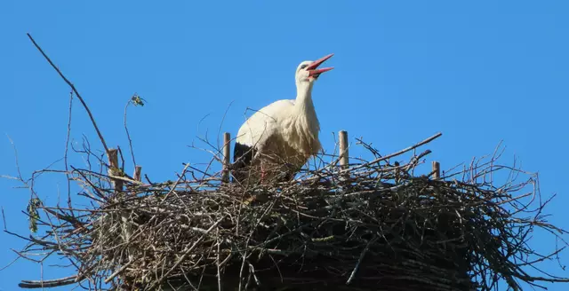 Ausschnitt aus dem Original-Foto. | Foto: M. A.