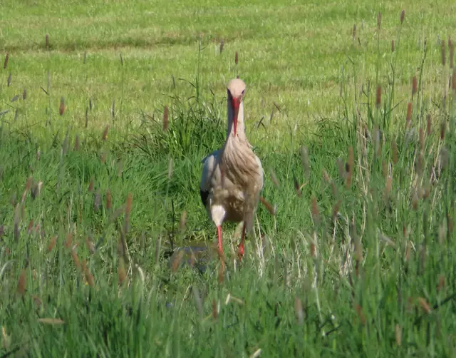 Ausschnitt aus dem Original-Foto. | Foto: M. A.