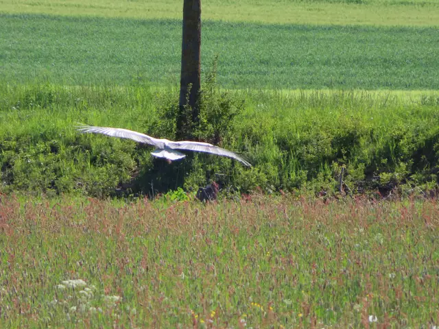 Original-Foto | Foto: M. A.