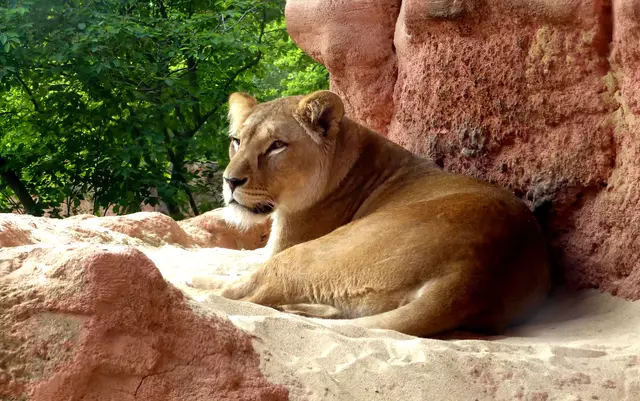 Nur wenige Zoos tragen zum Erhalt dieser nur noch etwa 90 Tiere bei. Sie stammen meist von der Zucht König Hassan II. aus Marokko ab.    | Foto: Christel Wolter