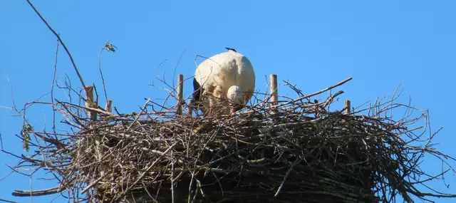 Ausschnitt aus dem Original-Foto. | Foto: M. A.