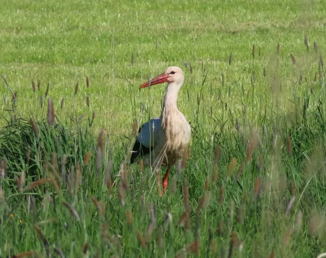 Ausschnitt aus dem Original-Foto. | Foto: M. A.