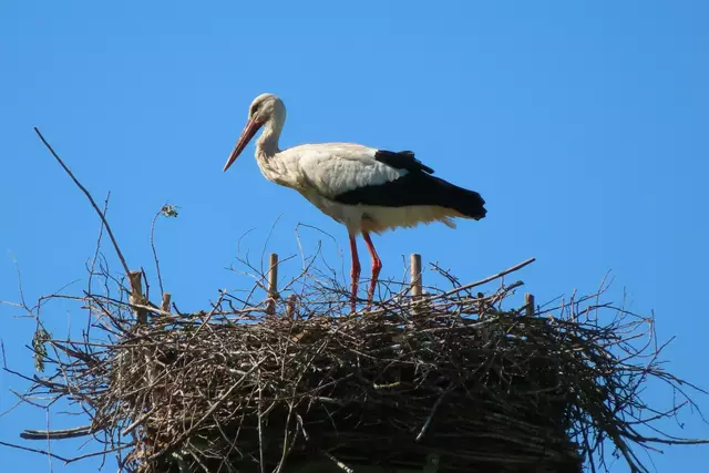 Ausschnitt aus dem Original-Foto. | Foto: M. A.