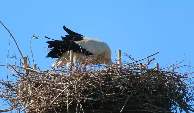 Ausschnitt aus dem Original-Foto. | Foto: M. A.